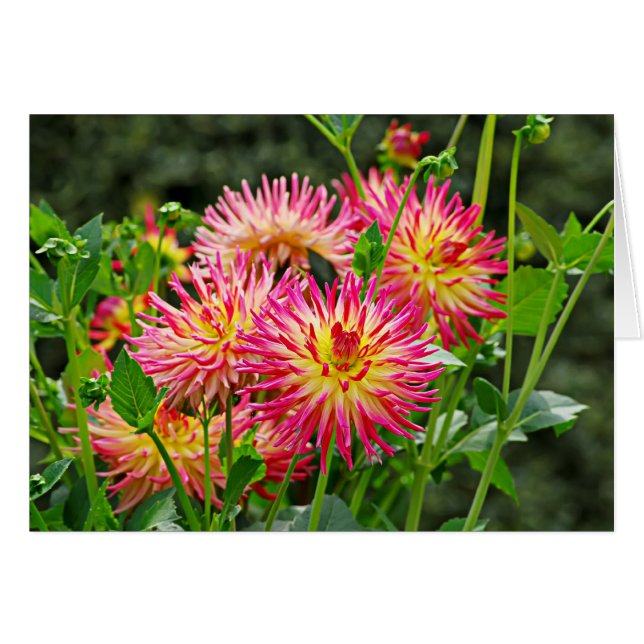 Jardin des Plantes-1 (正面横)