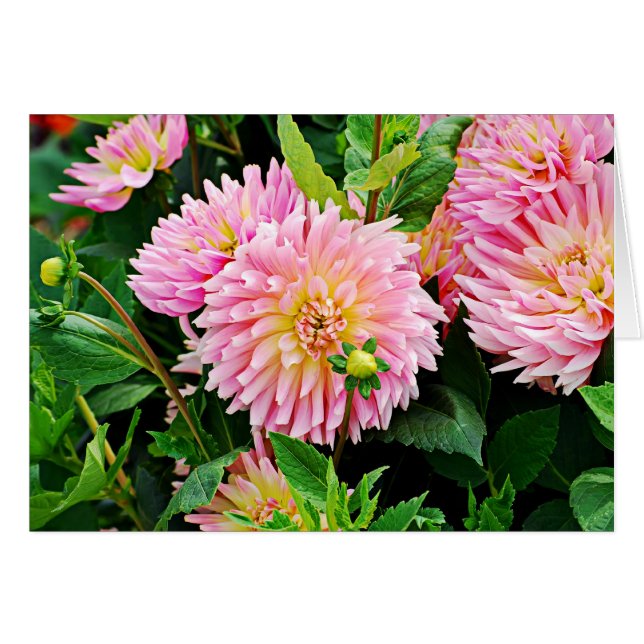 Jardin des Plantes-3 (正面横)