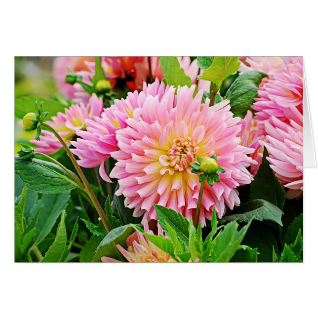 Jardin des Plantes-4 (正面横)