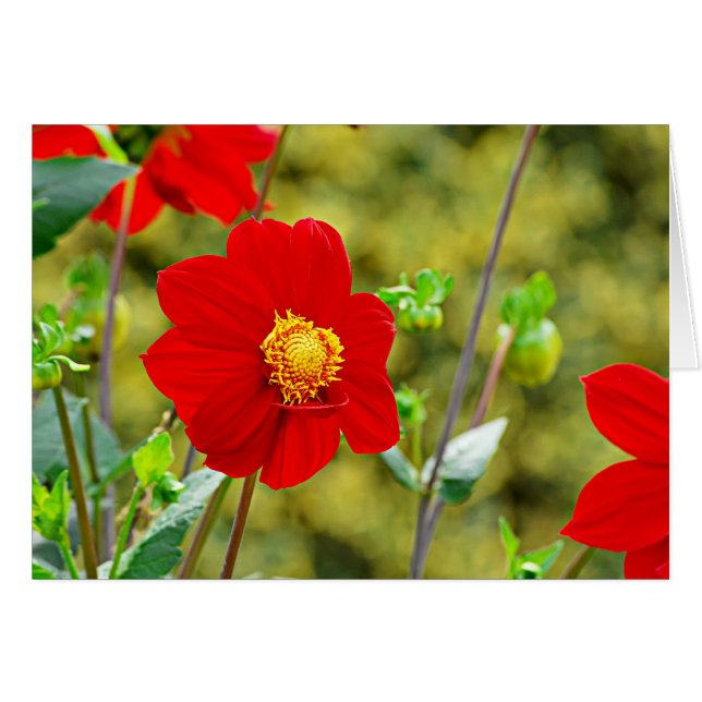 Jardin des Plantes-7 (正面横)