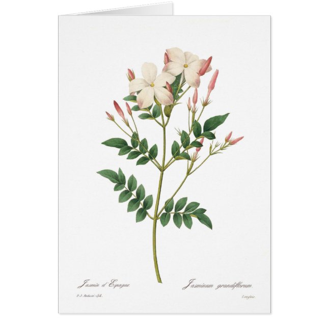 Jasminumのgrandiflorum (正面)