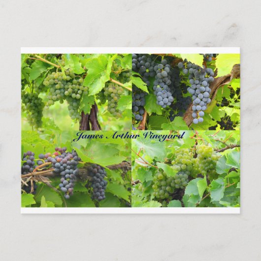 JAVコラージュポストカード2013 9 ポストカード (正面)