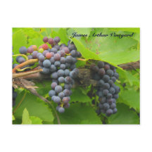 JAVセントクロワパープルブドウ2013 2n