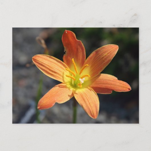 Javaポストカード ポストカード (正面)