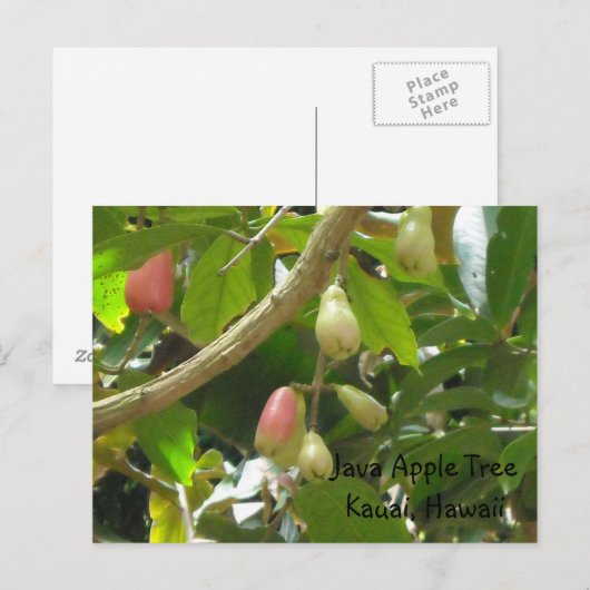Java Appleツリー ポストカード (正面/裏面)