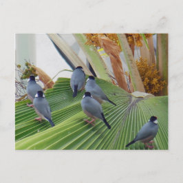 Java Sparrowsハワイハガキ ポストカード
