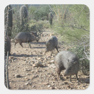 Javelinaのステッカー スクエアシール