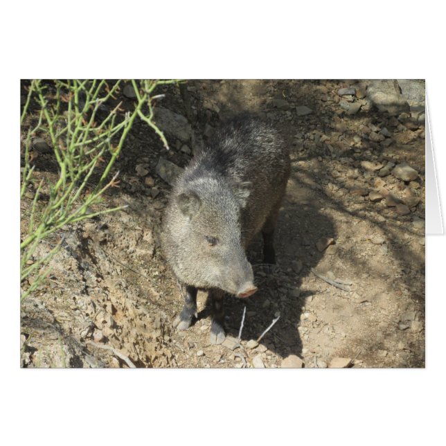 Javelina (正面横)