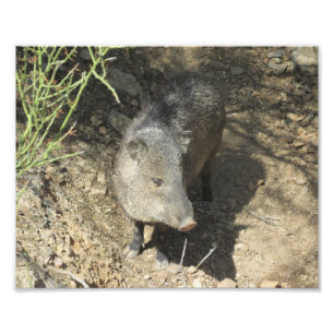 Javelina フォトプリント