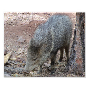 Javelina フォトプリント