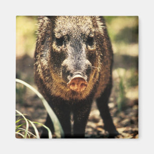 Javelina マグネット
