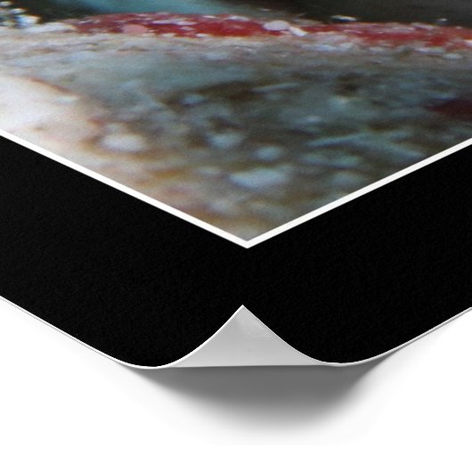 Jawfish with Eggs ポスター (角)