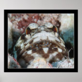 Jawfish with Eggs ポスター (正面)