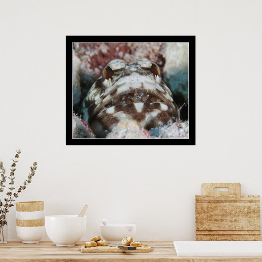 Jawfish with Eggs ポスター (キッチン)