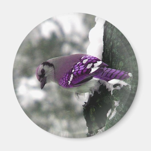 Jay Bird Magnet マグネット (正面)