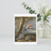 Jay, Green Woodpecker, Pigons and Redstart, c.165 ポストカード (スタンド正面)
