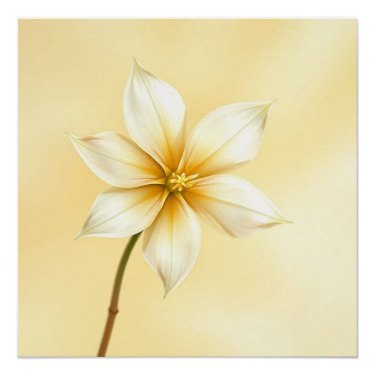 jazmine flower ポスター (正面)