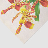 Jean Jules LindenによるOdongglosssum Grande (Orchid) 薄葉紙 (詳細)