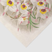 Jean Jules Linden著Dendrobium Falconeri (Orchid) 薄葉紙 (詳細)