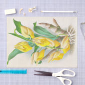 Jean Lindenによるカタセトゥムマクロカプラム(蘭) 薄葉紙 (クラフト)