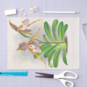 Jean Lindenによるキプリペジウムプラースタン（蘭） 薄葉紙 (クラフト)