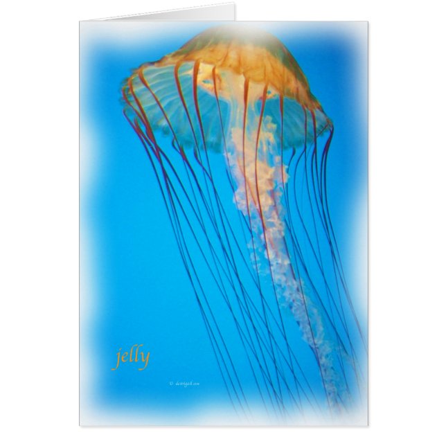 jelly_2643_Paint (正面)