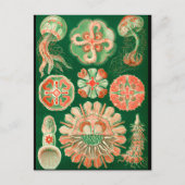 Jellyfish ポストカード (正面)