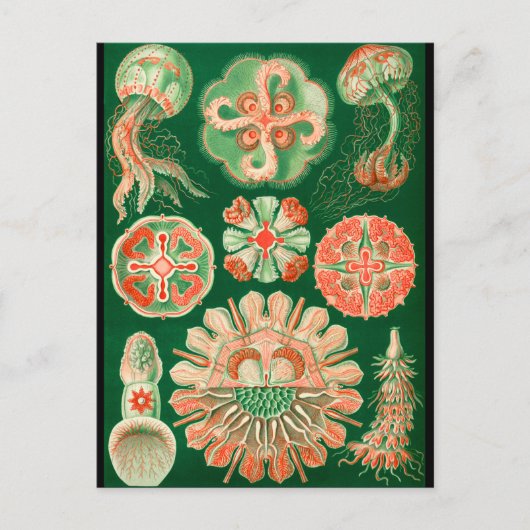 Jellyfish ポストカード (正面)