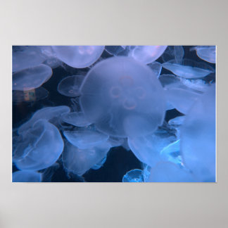 Jellyfish Drift - パシフィック水族館 ポスター