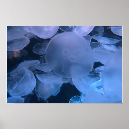 Jellyfish Drift - パシフィック水族館 ポスター (正面)