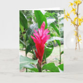 Jengibreのrojo (赤いショウガ) カード (黄色い花)