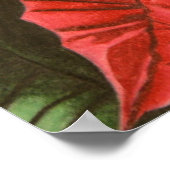 Jenny Koch著「Poinsettia」 ポスター (角)