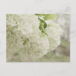 JerseyFawnの「サマー・スノー」 ポストカード