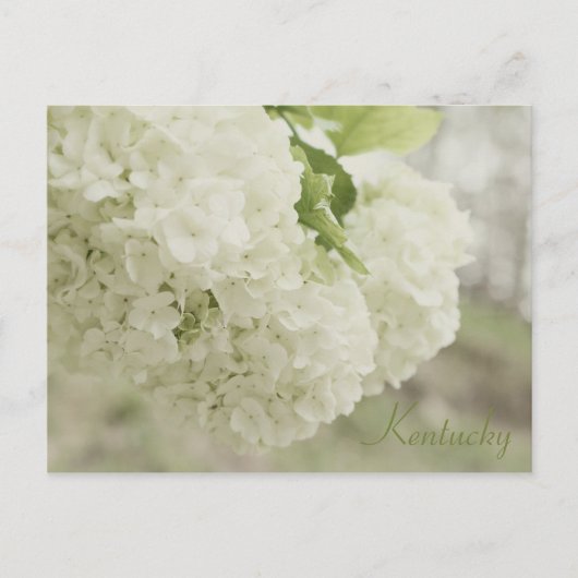 JerseyFawnの「サマー・スノー」 ポストカード (正面)