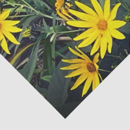 Jerusalem Artichoke 薄葉紙 (詳細)