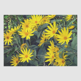 Jerusalem Artichoke 薄葉紙