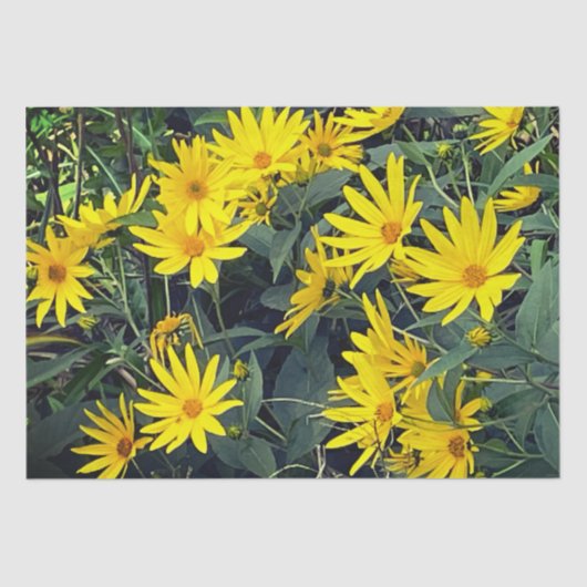 Jerusalem Artichoke 薄葉紙 (正面)