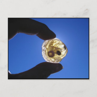 Jessupsの首、ロングアイランド ポストカード