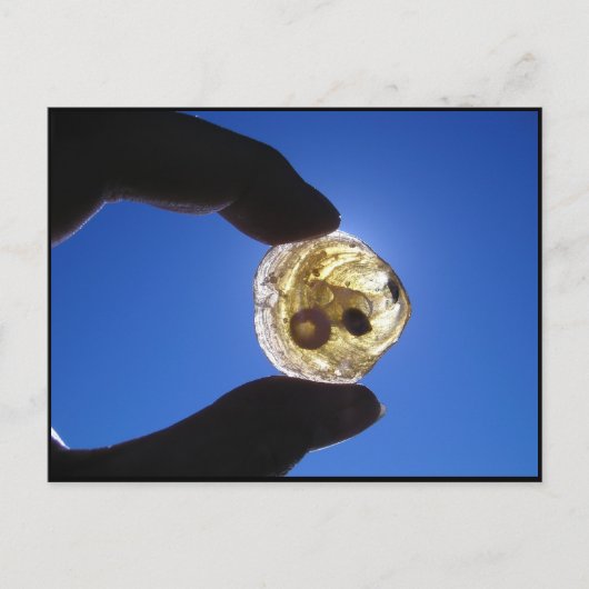 Jessupsの首、ロングアイランド ポストカード (正面)