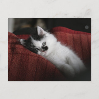 Jessy Jane – はがき