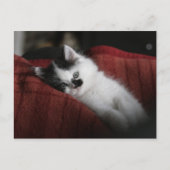 Jessy Jane – はがき (正面)