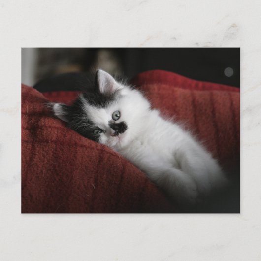 Jessy Jane – はがき (正面)