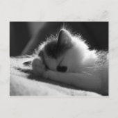 Jessy Jane - ポストカード (正面)