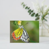Jezebel (Delias Eucharis)の蝶 ポストカード (スタンド正面)