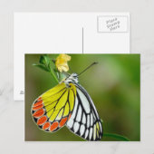 Jezebel (Delias Eucharis)の蝶 ポストカード (正面/裏面)