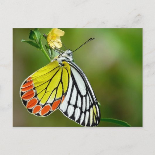 Jezebel (Delias Eucharis)の蝶 ポストカード (正面)