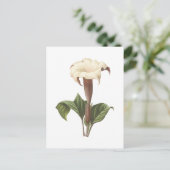 Jimsonweed(Datura lavs)by Redoue ポストカード (スタンド正面)