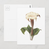 Jimsonweed(Datura lavs)by Redoue ポストカード (正面/裏面)