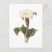 Jimsonweed(Datura lavs)by Redoue ポストカード (正面)