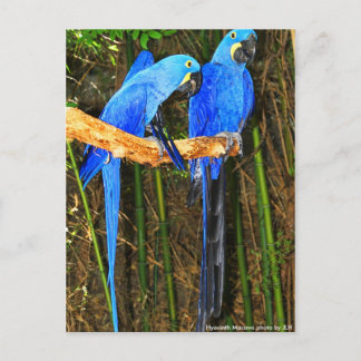 JLHによるHyacinth Macawsの写真 ポストカード